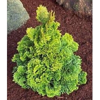 Chamaecyparis obtusa'Aurora' 