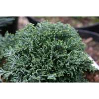 Chamaecyparis lawsoniana'Rimpelaar' 