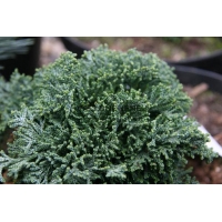 Chamaecyparis lawsoniana'Brégeon' 