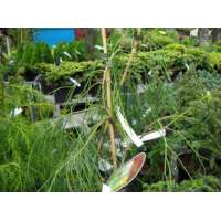 Chamaecyparis lawsoniana'Twinkle Tails Sports' 