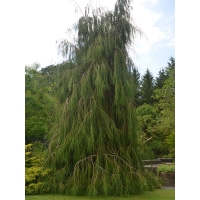Chamaecyparis lawsoniana'Imbricata Pendula' 