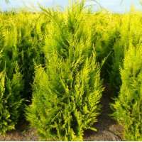 Chamaecyparis lawsoniana'Yvonne' 160-180 cm,met kluit 