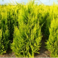 Chamaecyparis lawsoniana'Ivonne' 