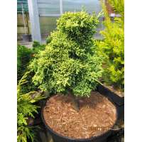Chamaecyparis lawsoniana'Brégeon Jaune' 