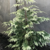 Chamaecyparis lawsoniana'Luna' 