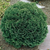 Chamaecyparis lawsoniana'Minima Glauca' 