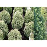 Chamaecyparis lawsoniana'Snow White' 