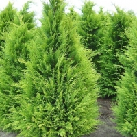 Chamaecyparis lawsoniana'Stardust' 