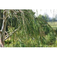 Chamaecyparis lawsoniana'Ushi's Curtain' 