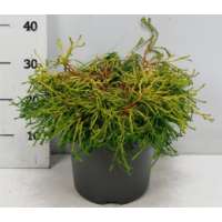 Chamaecyparis obtusa'Gitte' 