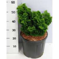 Chamaecyparis obtusa'Nana Gracilis' 