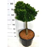 Chamaecyparis obtusa'Nana Gracilis' 