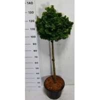 Chamaecyparis obtusa'Nana Gracilis' 