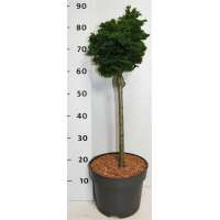 Chamaecyparis obtusa'Nana Gracilis' 