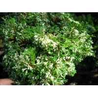 Chamaecyparis obtusa'Tonia' 