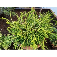 Chamaecyparis obtusa'brigitte' 