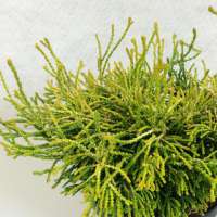 Chamaecyparis obtusa'Gitte' 