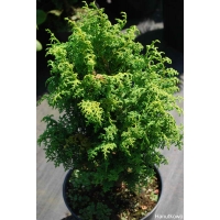 Chamaecyparis obtusa'Hannah' 