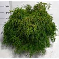 Chamaecyparis pisifera'Filifera Nana' 