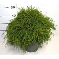Chamaecyparis pisifera'Filifera Nana' 