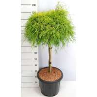 Chamaecyparis pisifera'Sungold' 