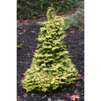 Chamaecyparis obtusa'Melody' 