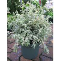 Chamaecyparis lawsoniana'Pearly Swirls' 