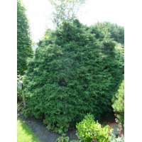 Chamaecyparis lawsoniana'Tharandtensis Caesia' 