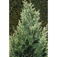 Chamaecyparis lawsoniana'White Spot' 