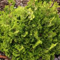 Chamaecyparis obtusa'Meroki Twin' 