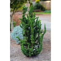 Chamaecyparis obtusa'Chirimen' 
