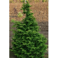 Chamaecyparis obtusa'Kosteri' 