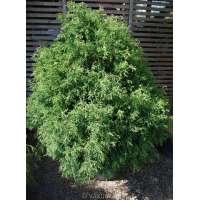 Chamaecyparis obtusa'Lycopodiodes' 