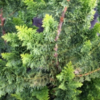 Chamaecyparis pisifera'Teddy Bear' 
