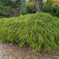 Chamaecyparis pisifera'Filifera Nana' 
