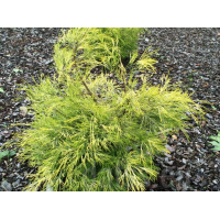 Chamaecyparis lawsoniana'Karaca' 