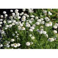 Chamaemelum nobile'Ligulosum'