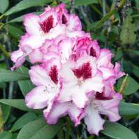 Rhododendron'Hachmann's Charmant' 