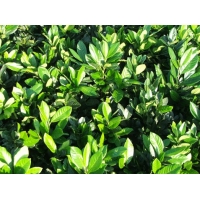 Prunus laurocerasus'Cherry Brandy' 