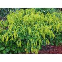 Chiastophyllum oppositifolium