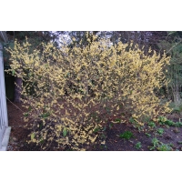 Chimonanthus praecox 