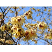 Chimonanthus praecox 