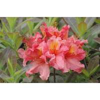 Azalea knaphill'Berryrose' 
