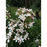 Choisya ternata'Scented Gem' 