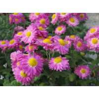 Chrysanthemum'Corinna'