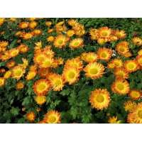 Chrysanthemum'Dernier Soleil'