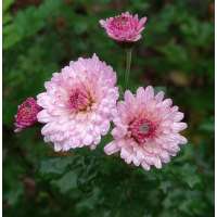 Chrysanthemum'Mei-Kyo'