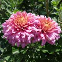 Chrysanthemum'Schloss Taverne'