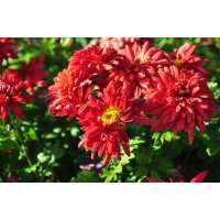 Chrysanthemum'Fellbach Wein'