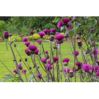 Cirsium rivulare'Trevor's Blue Wonder'